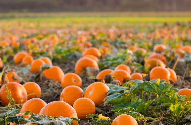 23 Great Pumpkin Patches Near Charlotte NC (2023)