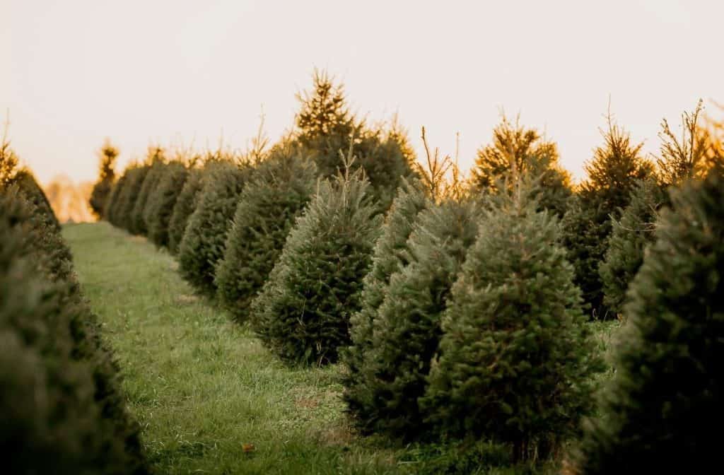 Christmas Tree Farms near Boone NC