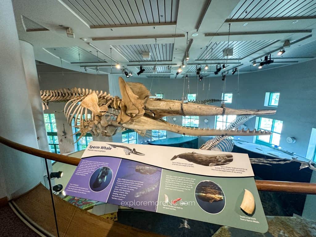 Raleigh Museum Sperm Whale