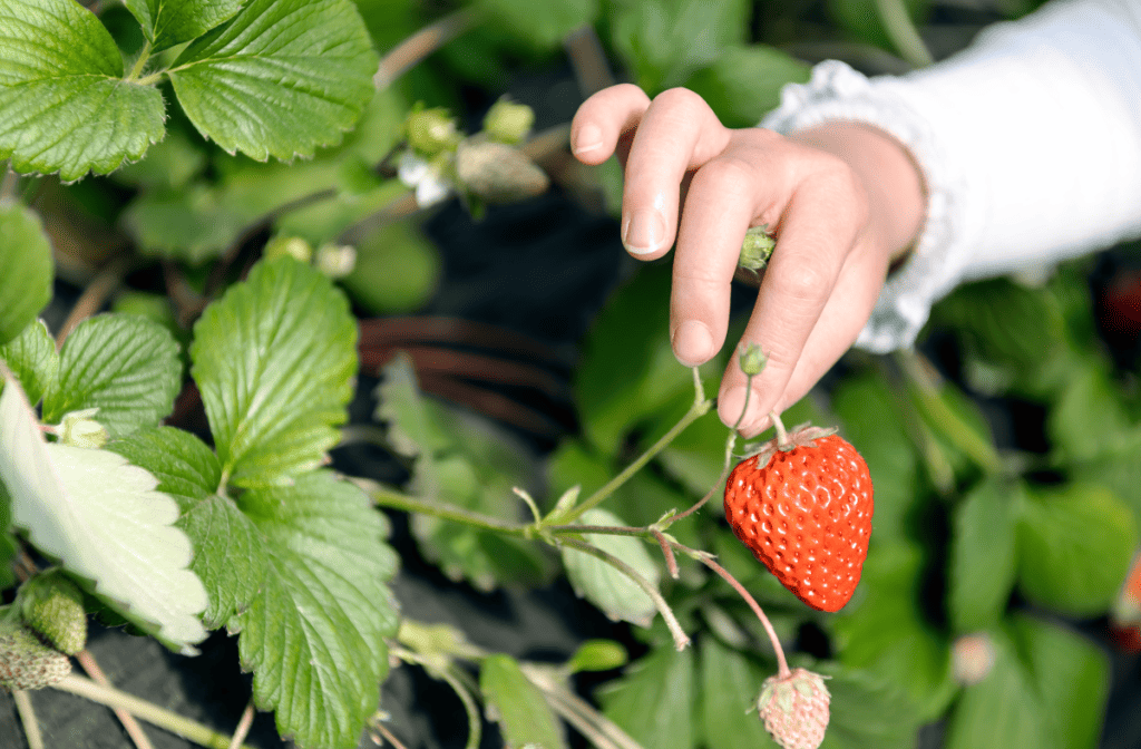 Picking a Strawberry